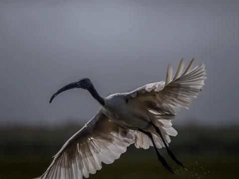 Graceful Flight of an Ibis Stock Photos