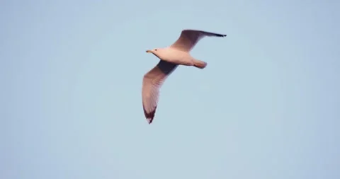 Graceful Flight of a Seagull Against a Clear Sky Stock Footage 305701751