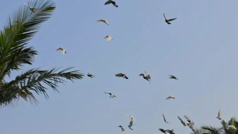 A Graceful Flock of Pigeons in Flight Stock Footage 304024837