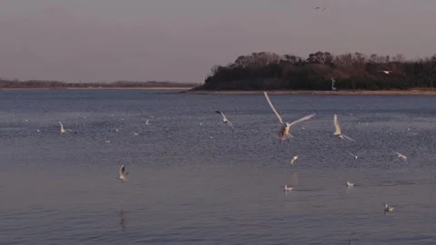 Graceful flock of white seagulls soaring and gliding over the tranquil surface Stock Footage 328849122