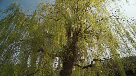A graceful, flowing weeping willow tree standing on the bank of the pond. 스톡 동영상 128032300