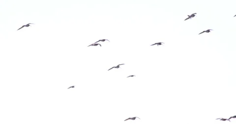 Graceful Formation: A Flock of Common Kestrels Soaring in a White Sky Stock Footage 255668561
