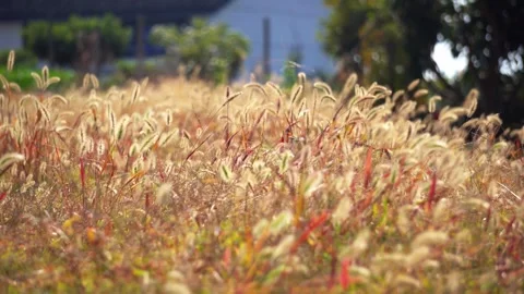 Graceful Foxtail Grass Swaying Gently in Warm Golden Hour Sunlight Stock Footage 342219190