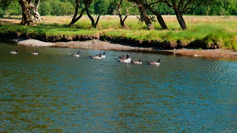 Graceful Geese Drifting Down River 스톡 동영상 249977137