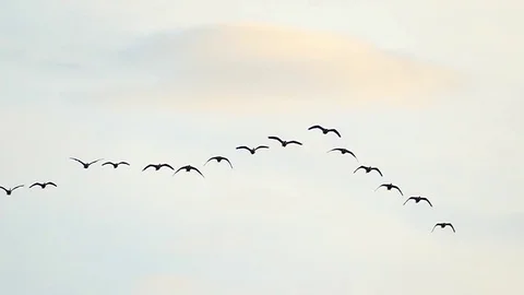 Graceful Geese Flying in Slow Motion Stock Footage