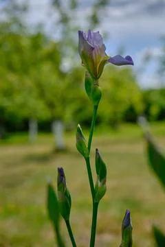 Graceful gently purple iris on a blurred background of a green summer garde.. Stock Photos