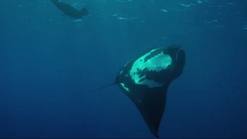 Graceful giant oceanic manta ray swimming underwater Stock Footage 334980225
