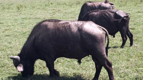 Graceful Giants Graze Emerald Pastures Lake Nakuru Kenya Stock Footage 340486258