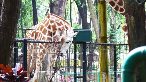 Graceful giraffe eating tree branches at Ragunan Zoo Stockbeeldmateriaal 229941274