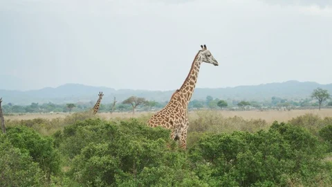 Graceful giraffe moves behind the trees in the savanna Stock Footage 86877231