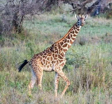 A Graceful Giraffe Strolling Effortlessly Through the Beautiful African Savanna Stock Photos