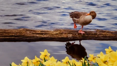 Graceful goose Stock Footage 87808947