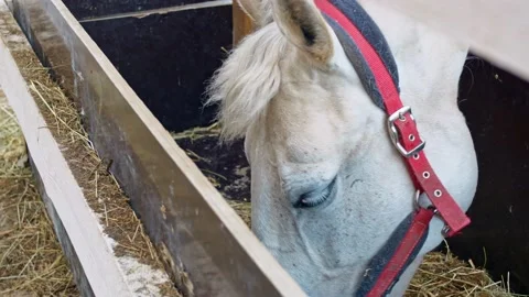 A graceful gray-haired horse eats dry hay from a floor trough. A horse with Stock Footage 153882858