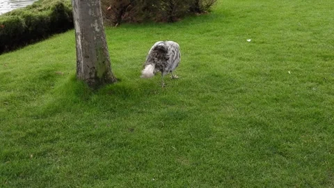 Graceful Gray Peacock Walking on Lush Green Lawn Stock Footage 300274430
