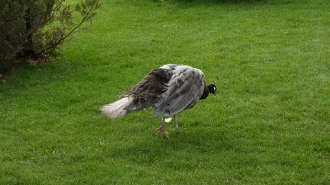 Graceful Gray Peacock Walking on Lush Green Lawn Stock Footage 300274589