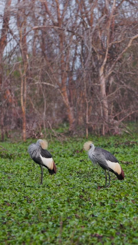 Graceful Grey Crowned Cranes Engage in Mating Ritual at Lake Nakuru 스톡 동영상 344321634
