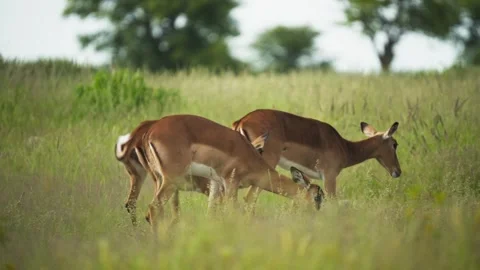 Graceful herd of leaping impala grazing peacefully in tall green grasses of Afri Stock Footage 331937645