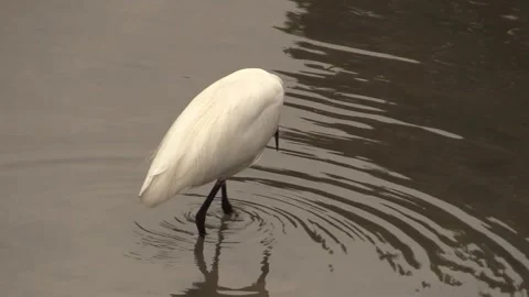 Graceful heron wading in tranquil waters at dawn Stock Footage 323700354