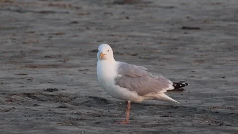 Graceful herring gull preening on sandy beach Stock Footage 342920879