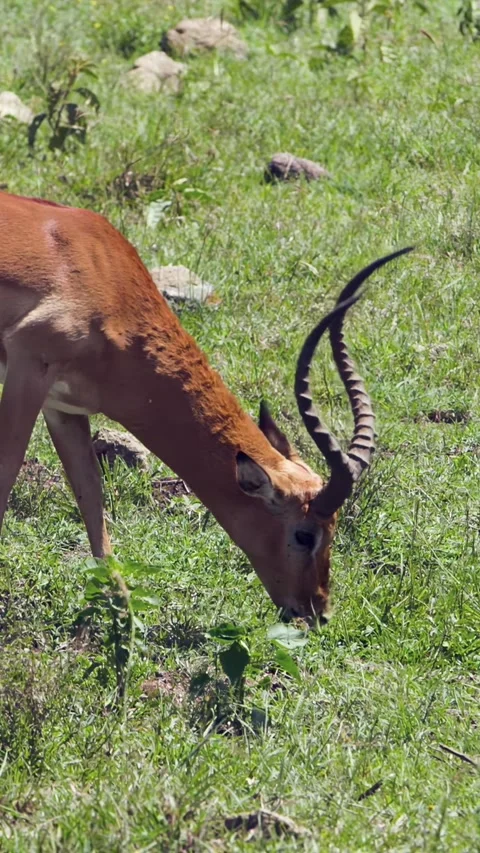 Graceful Impala Enjoys a Sunlit Feast at Lake Nakuru, Kenya Stock Footage 344319904