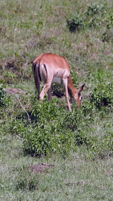 Graceful Impala Foraging on Sunlit Plains of Lake Nakuru 스톡 동영상 344319084