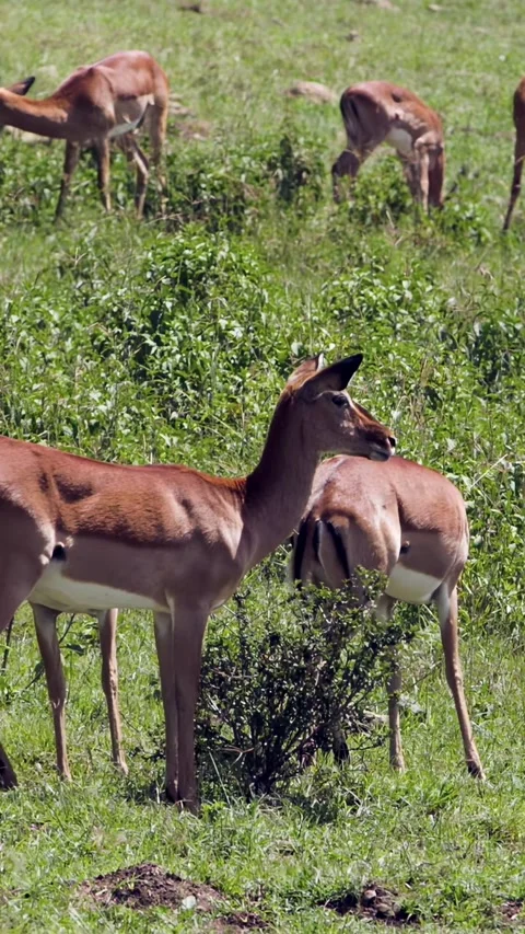Graceful Impalas Roam and Feed in Lake Nakuru's Sun-Kissed Plains Video stock 344319953