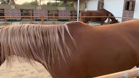 Graceful Interaction Between Horses – Natural Moments in the Wild Stock Footage 300447525