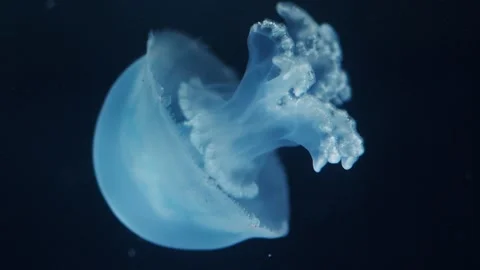 Graceful Jellyfish Drifting in the Deep Ocean, Macro, slowmotion Vidéo 284425985