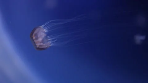 Graceful jellyfish drifting through deep blue water, with long, delicate tentacl Stock Footage 291843234
