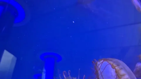 Graceful jellyfish float through aquarium water in a peaceful underwater sc.. Stock Footage 340407244