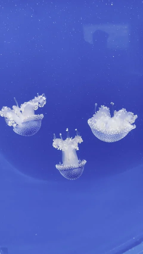 Graceful Jellyfish Floating Elegantly in the Clear Blue Water of the Ocean Stock Footage 280565042
