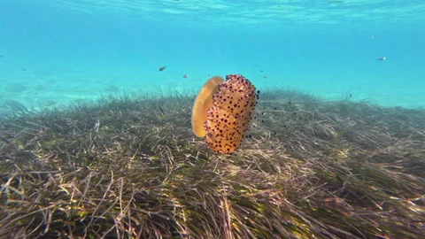 Graceful Jellyfish Floating Surrounded by Fish Stock Footage 319908791