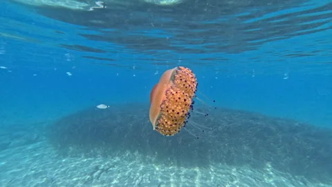 Graceful Jellyfish Floating Surrounded by Fish 库存影片 319909288