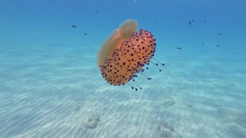 Graceful Jellyfish Floating Surrounded by Fish Stockbeeldmateriaal 319911067