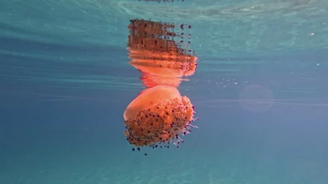 Graceful Jellyfish Floating Surrounded by Fish Stock Footage 327387069