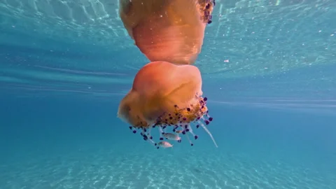 Graceful Jellyfish Floating Surrounded by Fish Stock Footage 327387400