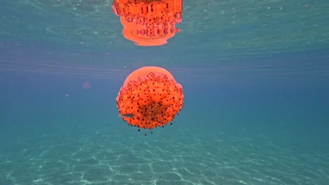 Graceful Jellyfish Floating Surrounded by Fish Video stock 327387693
