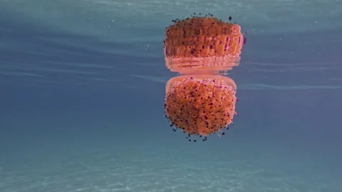 Graceful Jellyfish Floating Surrounded by Fish Stockbeeldmateriaal 327387954