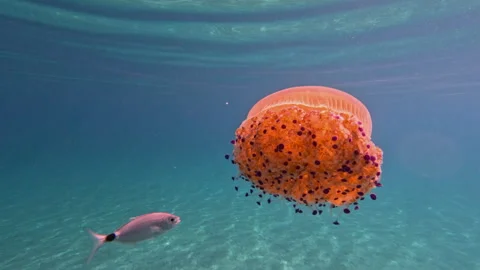 Graceful Jellyfish Floating Surrounded by Fish 動画素材 327388544