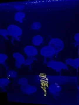 Graceful Jellyfish Floating Through Deep Blue Ocean Waters Foto stock