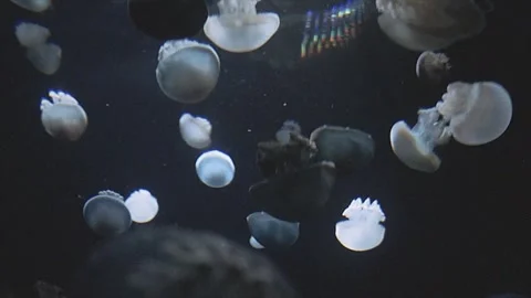 Graceful Jellyfish Floating in Tranquil Deep Sea Aquarium with Dark Backdrop Stock Footage 312748940