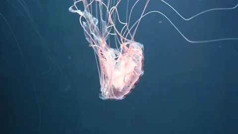 Graceful Jellyfish Floating Underwater Stock Footage 304235634