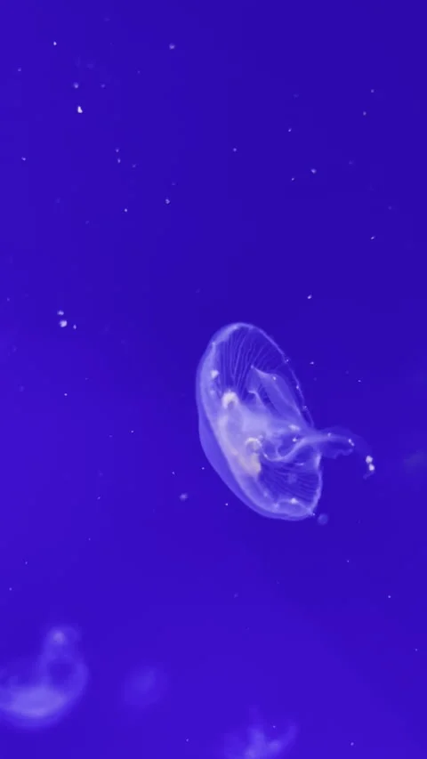 The Graceful Jellyfish glides effortlessly in the calm, tranquil blue water Stock Footage 280565004