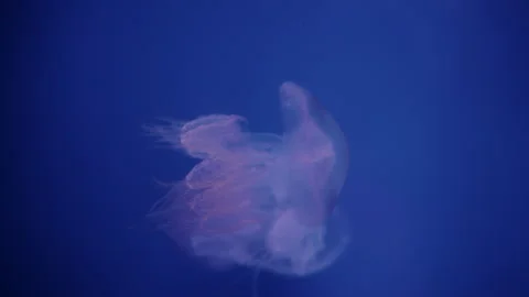 Graceful Jellyfish Gliding Elegantly in Deep Blue Ocean Stock Footage 300584968