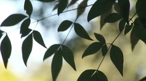 Graceful leaves Stock Footage 710619