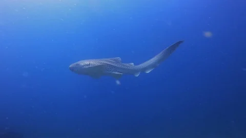 Graceful Leopard Shark Or Zebra Shark. Beautiful Carpet Shark In Sunlit Blue Видео 115101318