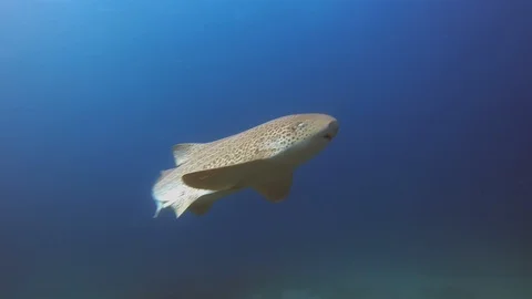 Graceful Leopard Shark Or Zebra Shark. Peaceful Carpet Shark In Sunlit Blue Sea Video stock 115103866