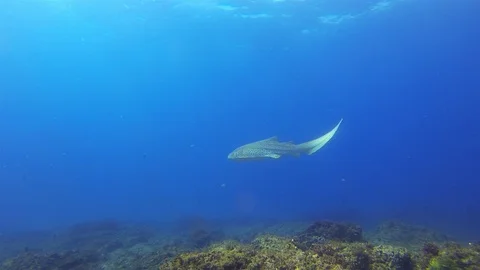 Graceful Leopard Shark Or Zebra Shark. Beautiful Carpet Shark In Sunlit Blue Sea Stock Footage 115775768