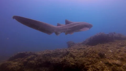 Graceful Leopard Sharks Or Zebra Sharks. Beautiful Carpet Sharks In Sunlit Blue 스톡 동영상 115119938