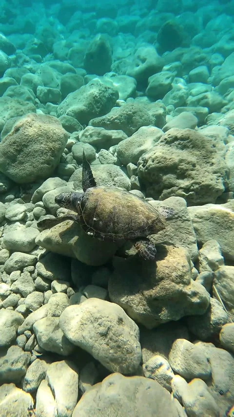 Graceful Loggerhead Sea Turtle in Crystal Clear Waters of Kefalonia Greece Stock Footage 337825663